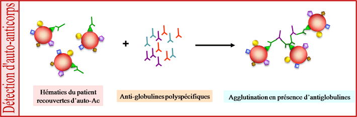 Détection d'anticorps fixé à l'hématie