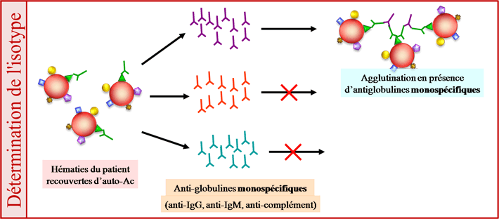 Détermination de la spécificité isotypique