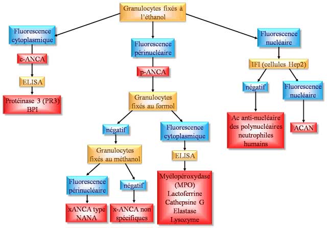 technique de détermination des anca