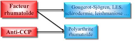 facteur rhumatoïde et anti-ccp