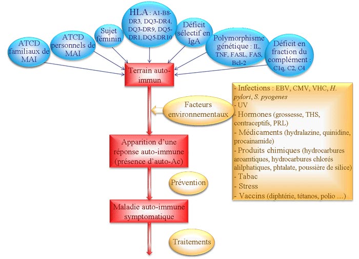 maladies auto-immunes