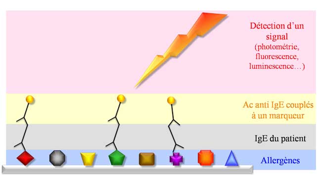Tests multiallergéniques