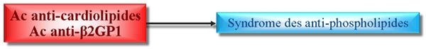 anticorps anti phospholipides