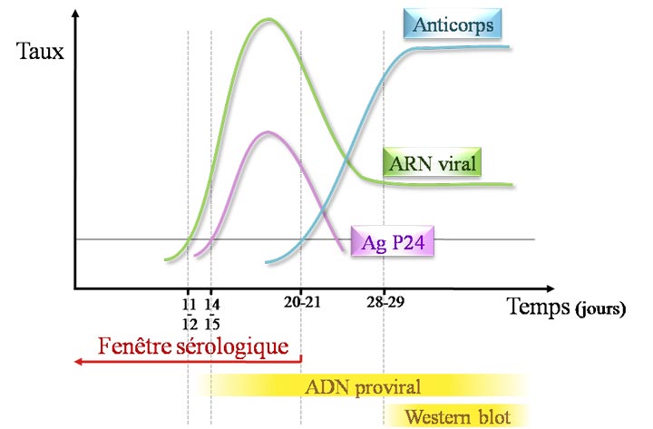 cinétique d'apparition des marqueurs biologiques du VIH